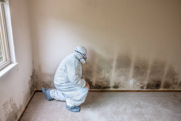 Best Post-Construction Mold Inspection  in Hometown, PA